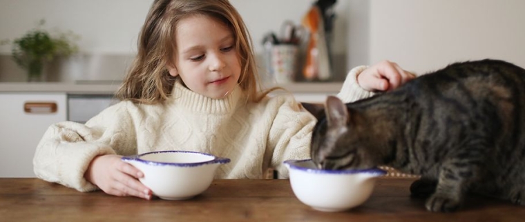 lait chat